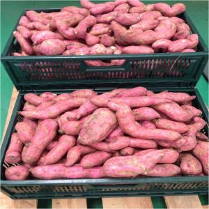  Fruits Et Légumes - fruits et légumes bonjour, --nous une société angolaise grossiste spécialisée dans la vente de fruits et légumes. nous cherchons en ce moment des clients potentiel pour l'achat de nos produits (baobab,  poudre de baobab,  patate douce,  patate,  pastèque,  avocat,  piment,  maïs frai