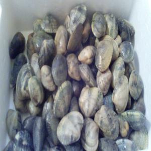  Vente Palourdes Vivantes Tapes Decussatus - coquillage crustacé cherchons des clients en espagne et en france pour des palourdes vivantes tapes décussatus épurées pretes à la consommation,  disponible a vigo (espagne). origine tunisie,  talles g = 65/70 pièces au kg et m = 95/100 pièces au kg.--livraison possible.--merci d