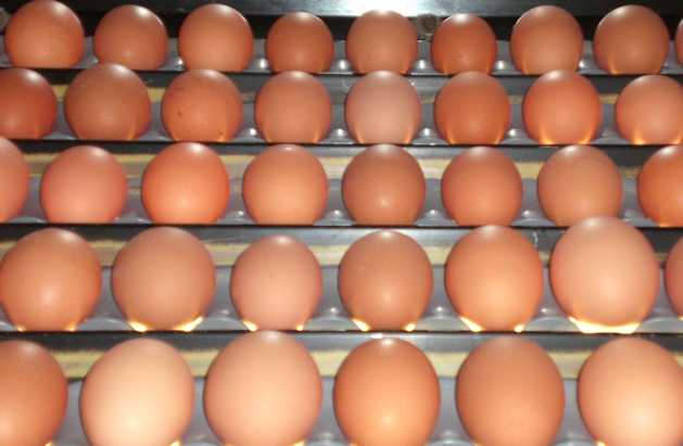  Œufs Frais Calibres Moyen/gros - viandes et oeufs pour grossistes import-export- --camion de 28 palettes.direct élevages de ue- œufs coquilles issus de poules en cages (normes ue) code 3 marqué sur l œuf - calibres- moyen et gros. cartons de 360 œufs.30 cartons par palette. palette de 10800 œuf.  --œufs e