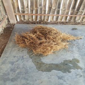  Disponible 4000 Plantes Vetiver - huiles 4000 plantes sont disponibles sur 1ha,  possibilité d'avoir jusque 8 ha  .  cultivé bio et sans engrais  chaque plante rapporte 2 à 3 kg de racines.   