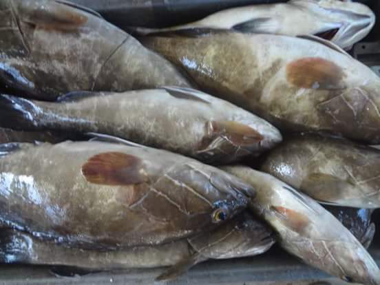  Thiof Et Sole De Roche - poissons bonsoir --nous sommes une societe senegalaise et nous desirons exporter nos produits en turquie (thiof et sole de roche )et recherchons un client serieux en face pour demarrer merci --bonne reception et merci de m &eacute;crire directement par email --