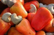  Vente Noix De Cajou - fruits secs et graines grillées nous vous adressons cette offre sur la vente de noix de cajou pour laquelle nous sollicitons votre collaboration.--en effet,  nous représentons un groupe de producteur villageois burkinabés et ghanéens qui nous ont confiés une très grande quantité de noix de 