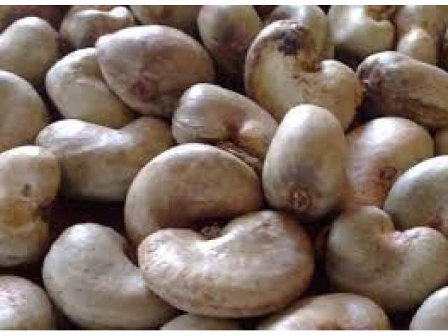  Offre De La Noix De Cajou - Investissement capitaux nous sommes sommes une soci&eacute;t&eacute; bas&eacute; en afrique principalement au benin.--nous disposons d une quantit&eacute; importante de la noix de cajou que nous voulons mettre sur la vente dans le monde. actuellement nous sommes a la recherche des acheteurs s&eacute;rieux avec qui fonction