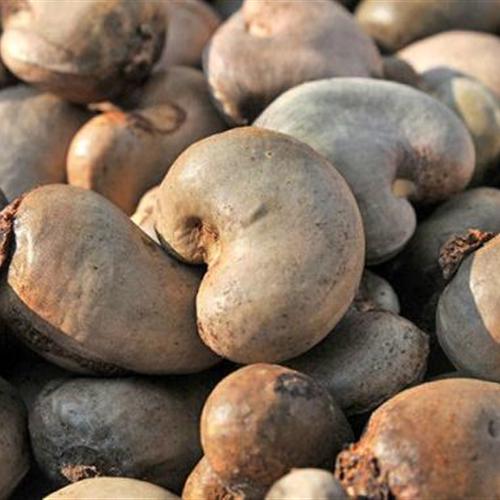  Vente Noix Brutes De Cajou - fruits secs et graines grillées nous sommes sommes une société basé en afrique principalement au benin.--nous disposons d’une quantité importante de la noix de cajou que nous voulons mettre sur la vente dans le monde. --actuellement nous sommes a la recherche des acheteurs sérieux avec qui foncti