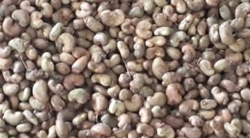  Opportunité Saisir Noix De Cajou En Quantité - café cacao thé nous offrons des noix de cajou brutes.--origine- bénin récolte 2016--qualité- kor- 47-48  --calibrage- 160 à 190 noix/ kg --taux d'humidité- 10% maximum.--emballage- sac jute 80 kg --prix fob- us $ 1400 / ton--livraison - port de cotonou --quantité- 5000 ton