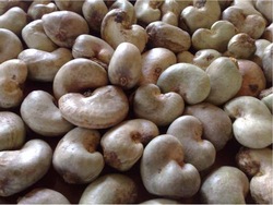  Noix De Cajou Brute Exporter - jus concentré sirop nous offrons des noix de cajou brutes.--origine- bénin récolte 2016--qualité- kor- 47-48  --calibrage- 160 à 190 noix/ kg --taux d'humidité- 10% maximum.--emballage- sac jute 80 kg --prix fob- us $ 1400 / ton--livraison - port de cotonou --quantité- 5000 ton