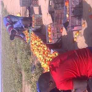  Gombo Clemson Aubergine Amer Diakhatou Oignon - fruits et légumes nous recherchons clients serieux  pour export legumes exotiques gombo okra clemsson aubergine amere  diakhatou   oignon violet de galmi,  riz pady. --payement par avance échantillon possible conditionner surcartons de 4kg 5 kg ou 8kg transport fret maritime ou aerien a la charge du client nous