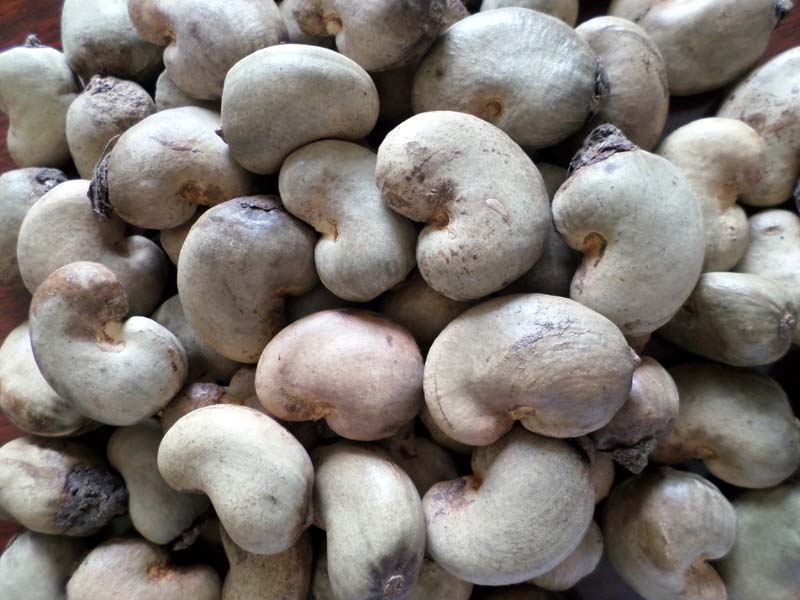  Noix De Cajou - fruits secs et graines grillées nous representons un groupe de producteur de noix de cajou africain et nous disposons de noix de cajou brutes.--nous sommes a la recherchge de tout acheteurs potentiels partout dans le monde.--nous avons la posibilité de faire signer au intermediaires un contrat de representation [...] aux ac