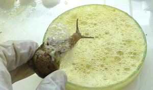  Bave D'escargot - animaux vivants  nous sommes une soci&eacute;t&eacute; exportatrice de le bave d'escargot pure notre produit est de qualit&eacute;,  notre objectif principale est de donner le meilleur et de satisfaire les demandes des clients. --