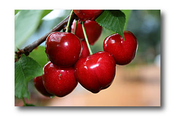  Ventes Cerises - fruits et légumes  bonjour nous sommes du sud de la france région paca,  cerises direct producteur pensez à passer vos commande cette année va etre difficile, minimum une palette --cordialement 