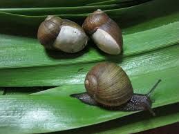  Nous Cerclons Limaces Cantereus Apertus Hibernez - animaux vivants nous cerclons limaces cantereus apertus vous hibernez en grosses quantités à des bons prix à importer en italie. grosses quantités nous pouvons prendre toute la productionnous vendons helix apersa muller escargots hibernés.