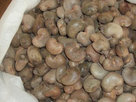  Noix De Cajou 2017-2018 - fruits secs et graines grillées bonjour,  --nous offrons la vente de cajou au prix fob ou cif et nous sommes basés en afrique de l'ouest.--nous recherchons des partenaires ou acheteurs crédibles avec possibilité de payement garantie bancaire à la première demande ou et lettre de crédit --nb