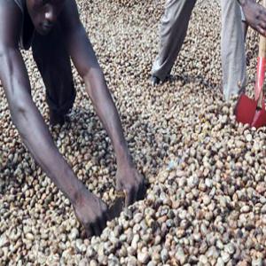  Noix De Cajou Du Bénin - fruits secs et graines grillées je cherche pour le compte de mes partenaires fournisseurs de noix de cajou  du bénin et nous sommes à la recherche des clients ou personnes intéressées par le commerce et l'exploitation de cette matière première.  je voudrais pour ma part collaborer avec tou