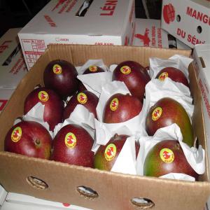  Mangue Kent - fruits et légumes export mangue du mali et du s&eacute;n&eacute;gal type kent,  colis 4 kg par bateau et 6 kg par avion. exp&eacute;dition conteneur 40 pied et 10 tonnes par avion. mangue d'excellente qualit&eacute; sans piq&ucirc;re et certifi&eacute;e global gap. 