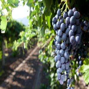  Wine Nero D'avola I.g.p - wines nero d'avola i.g.p terre siciliane.----grape varieties- 100% nero d’avola.--production area- sicily-italy. --training system- vertical trellis,  implanted on varied soil mostly clay and limestone,  rich of organic material.--harvest period- end of september.--vinification- the grape are destemmed and 