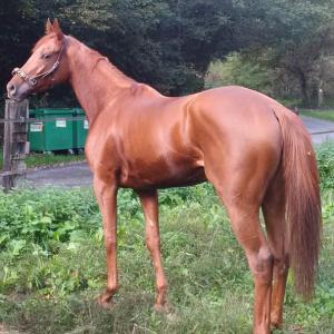  Cheval Pur Sang Course - animaux vivants dispose regulierement de pur sang et pur sang arabe dont la carriere en france a &eacute;t&eacute; interrompu et qui peuvent etre tres interessant pour une nouvelle carriere de course ou l elevage-origines souvent prestigieuses.