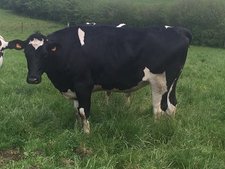  Genisses Pleines Holstein Et Montbeliarde Export - animaux vivants ste specialis&eacute; dans l export vendons belles genisses pleine bonne genetique livr&eacute;es avec pedigree holstein et montbeliarde pour l export nous contacter pour devis ( en fonction de la destination et cahier des charges du pays importateur)--nos holsteins sont de l est de la france avec t