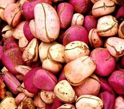  Vente De Kola - fruits secs et graines grillées bonjour--nous sommes un groupement disposant d'une quantit&eacute; importante de kola. merci de nous contacter si vous etes int&eacute;ress&eacute;s