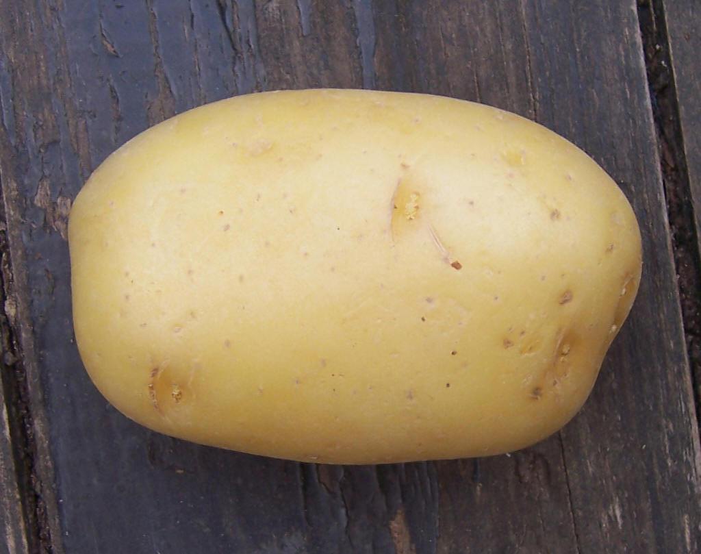  Pomme De Terre - fruits et légumes a vendre une récolte de pommes de terre blanche de marque spunta.--très bonne prix 0.25 euro/kg emballé dans des filets de 25 kg ou 50 kg--avec possibilité de prendre en charge le transport de la marchandise jusqu'à la livraison final.--veuillez nous contacter,  pas