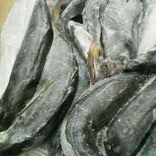  Exportation De Poissons Frais Et Confelés - poissons nous exportons des poissons comme- calamar,  poulpe,  tako,  choco,   dorade,  thon,  thon sal&eacute;,  chinchard,  ombrine,  carpe grise et blanche,  brochet,  pelon,  vomer,  sardine,  maquereau,  denton,  rouget,  dorade,  liche,  sardine,  crevette,  palometa,  langouste,  plaplat,  mouller,  mongo, rubbanfish, salmonett