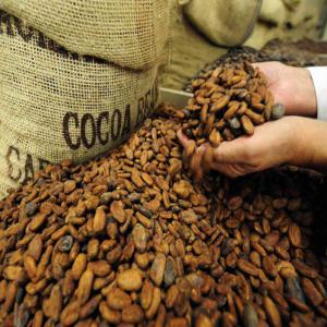  Cafec Et Cacao De Bonne Qualite - café cacao thé nous soomes de bon prducteur et de founisseur de cacao et cafe de tres bonne qualite cultivees sur nos terre en afrique central,  contactez nous directement 
