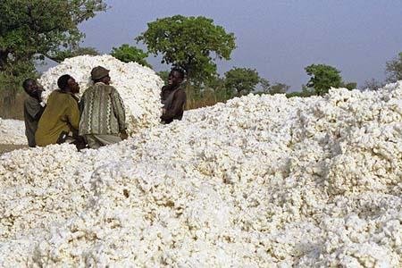  Coton Graine - semence graine plant nous sommes une société cherchant de clients pour nos graines de coton. nous disposons d'une quantité importante de graine de coton merci de nous contacter si intéressés