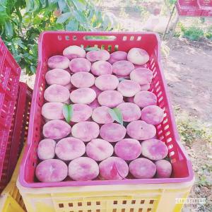  Recherche Des Clients - fruits et légumes nous cherchons un client pour  notre fruits de saison  pèche  de bonne qualit&eacute; avec un prix attractif .--merci de nous contacter 