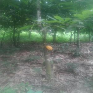  Fèves De Cacao Nigeria De Très Bon Qualité - café cacao thé      bonjour, nous sommes producteurs des f&egrave;ves de cacao cru bio, de tr&egrave;s bonne qualit&eacute;, au prix imbattable,  vous pouvez nous contactez pour plus d'informations, transportation par b&acirc;teau ou avion , au plaisir de faire l'affaire avec vous.