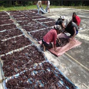  Vanille Madagascar - épices aromates madagascar a été créée en 2015 avec pour but d'introduire à madagascar une technique de culture innovante de la vanille sous serre. cette méthode nous permet d'offrir à nos clients différentes variétés de vanille (planifolia,  tahi