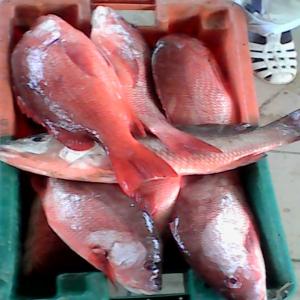  Recherche D'un Acheteur De Poisson Toutes Sortes - poissons je vends des poisson j'ai la possibilité de vous fournir la quantite souhaitée en temps reels je suis a la recherche d'un client potentiel avec qui je peux travailler en partenariat ----