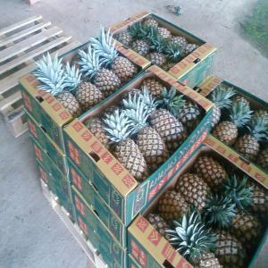  Ananas Frais Exporté. - fruits et légumes nous somme une soci&eacute;t&eacute; du production et exportations de l'ananas frais. tous calibre. sur du cartons de 11 kilos.--pour plus d'information n'h&eacute;site pas &agrave; nous contact&eacute;.--origine de produits cote d ivoire . 