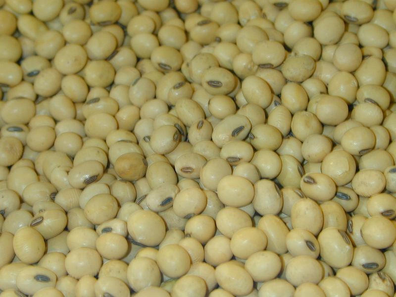  Soja - céréales nous offrons la vente de soja au prix bord champ en afrique de l'ouest précisément le benin.--nous cherchons des partenaires crédibles et la visite sur place est souhaité pour les premières transactions,  nous préférons des acheteurs qui peuvent se d&e