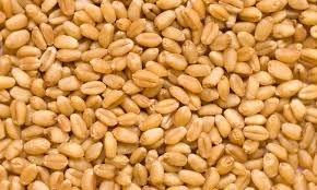  Wheat Seeds - roasted seeds and nuts we are producers and suppliers of premium quality wheat seeds.we offer the wheat seeds at very competitive prices.please contact us for more details and procedures of delivery.
