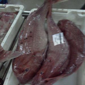  Tout Types De Poissons Depuis L'afrique De L'oues - poissons bonjour--nous sommes une  société multinationale de poissons et fruits de mer.--notre entreprise travaille en étroite collaboration avec des producteurs,  des fabricants et des enseignes de peche conforment aux normes européennes (91/493 et 94/356 de la cee) et haccp. on p