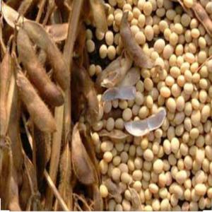  Vente Produits Tropicaux Et Représentation - fruits secs et graines grillées nous intervenons dans la vente de produits tropicaux (fruits légumes graines (sésame,  soja,  acajou,  karité,  palme,  coco)etc...,  base afrique de l'ouest pour des sociétés et particuliers européens,  américains et asiatique.--nous intervenons égal