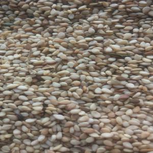  Recherche De Clients - céréales souhaite avoir des clients pour le s&eacute;same blanc et bigarr&eacute; les noix de cajou  la gomme arabique et le maïs (contacter nous pour plus de d&eacute;tails