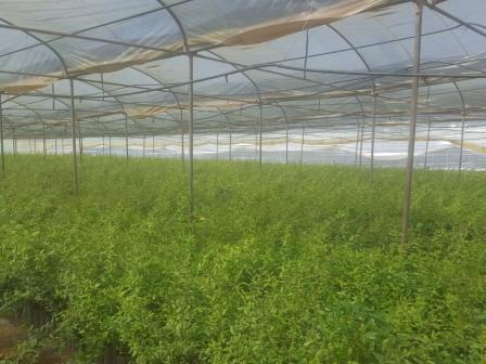  Plants Fruitiers - semence graine plant nous sommes une pépinière agrées basée au maroc,  nous mettons à votre disposition des plants de haute qualité de- caroubier greffé,  avocatier,  grenadier,  kaki,  figuier.  amandier et pistachier  (sur commande)