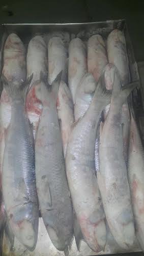  Grossiste De Poissons En Mauritanie - poissons bonjour,  je suis fournisseur grossiste de poisson  depuis la mauritanie. je travaille d&eacute;j&agrave; avec de gros clients en c&ocirc;te d'ivoire et au togo . je souhaite &eacute;largir mon portefeuille de client vu que j'ai des grandes quantit&eacute;s de tonnes. merci de me joindre pour plus de