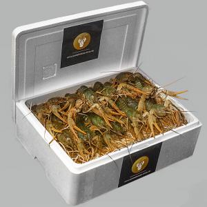  Ecrevisse, Crayfish, Astacus Astacus ,crawfish - fish i sell crayfish astacus leptodactylus from germanym we sell 500 kg per week please contact us for more information