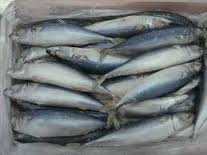  Acheter Le Maquereau Tilapia Bonito Thon - poissons nous avons aussi une marque spécialisée dans la peche qui est été coupée le long de la côte douala. nous avons diverses espèces disponibles comme indiqué ci-dessus. ne nous contacter si vous avez besoin de tous les types disponibles que nous avo