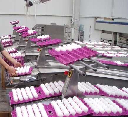  Oeufs Blancs - viandes et oeufs oeufs blancs frais,  en carton de 360 œufs.--prix pour le mois de juillet exw.--petit/small (45/50 gr) 13, 95   le carton. 1140 cartons in 40ft ctn--moyen/medium (53/63 gr) 15, 55   le carton. 1034 cartons in 40ft ctn--gros/xl (63/73 gr) 18   le carton. 931 cartons in 40ft ctn--possibilité