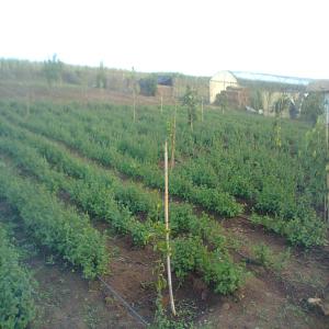  Cherche Acheteur De La Menthe - fruits et légumes je cherche des clients pour vente de la menthe de bonne qualite region maroc avec un bon prix region walja azamour 