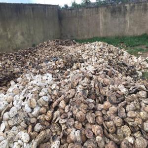  Achat De Production D'hevea - horticulture plante biocarburant société recherche production d’hévéa brut. paiement cash ou virement bancaire. 50% a livraison et 50% sous 15 jours. 