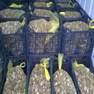  Italy: Vente Escargots Vivants Petit Gris - animaux vivants  bonjours je suis un heliciculteur sud de l'italie,  la collecte d'escargots a commencé,  je cherche un partenaire ou un intermidiere pour qui peut me trouver des clients pour l espece d escargots helix muller (petis gris) pour plus d informations vous pouver me contacter 