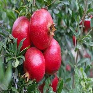  Vent Pomme De Grenade Pomegranate - fruits et légumes nous pr&eacute;parons la r&eacute;cole de pommes de grenade pomegranate 2017. la vente sera d&eacute;part usine .--pomme de grenade grand calibre .