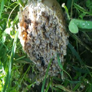  Naissains Escargots - animaux vivants bébé escargots de 1 a 5 jours petit gris et gros gris l'unité de vente comprend 1000 naissains conditionnés dans une boîte plastique en précisant la quantité et la période de livraison souhaitée. a réception du bon de commande,  le 