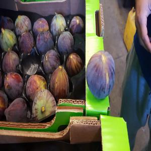 Fig Of Tunisia - fruits and vegetables fig,  product of tunsiia,  a great source of fibre and full of vitamins and minerals,  dried and fresh figs have a long and illustrious history. known for being a healthy and versatile ingredient they can add a burst of sweetness to all kinds of dishes