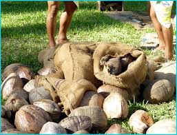  Noix De Coco Coconuts For Export Coprah - fruits et légumes noix de coco et coprah----nous sommes fournisseur / exportateur de  ---noix de coco pour export--coprah--huile de coprah----prix cible- --usage- local ou export------we want to inform you that we are supplier of ---coconuts ready for export--coprah oil----nb- available in abidjan.--target price-  $ 