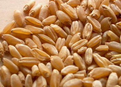 Blé dur (durum wheat)  - céréales nous vous proposons du blé dur de russie issu des meilleures terres agricoles du monde,  les fameuses terres noires,  qui produisent un blé de grande qualité en grande quantité. nous livrons par container ou bien par bateau complet. tarif fob depuis les ports de la mer noir