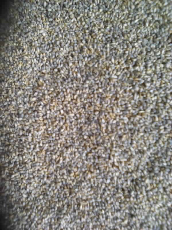  Milet Tunisien - fruits secs et graines grillées bonjour, nous disposons en tunisie une grande quantité de milet gris nouvelle récolte, de bon qualité, --merci de nous contacter pour plus d'information----cordialement